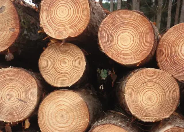 Radiata Pine wood slats, a versatile and economical option for construction.